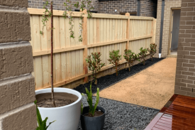 landscaping trees in pots